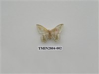 藏品(尺蛾394)的圖片